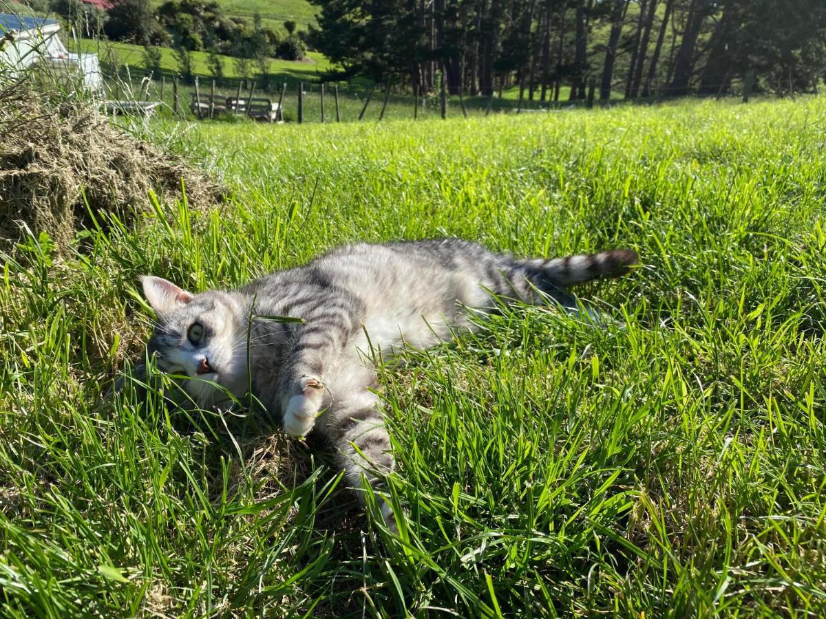 Pukeatua Farmstay Waimauku ภายนอก รูปภาพ