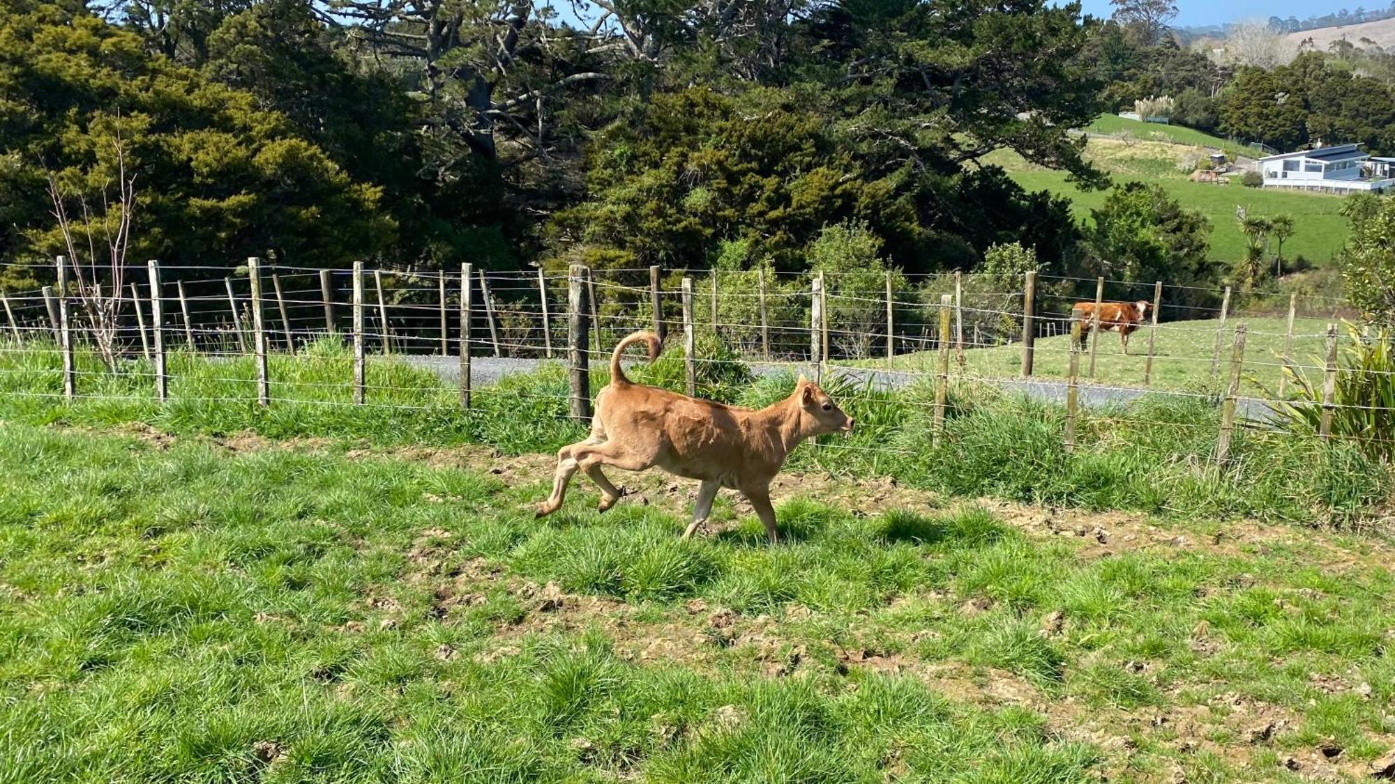 Pukeatua Farmstay Waimauku ภายนอก รูปภาพ
