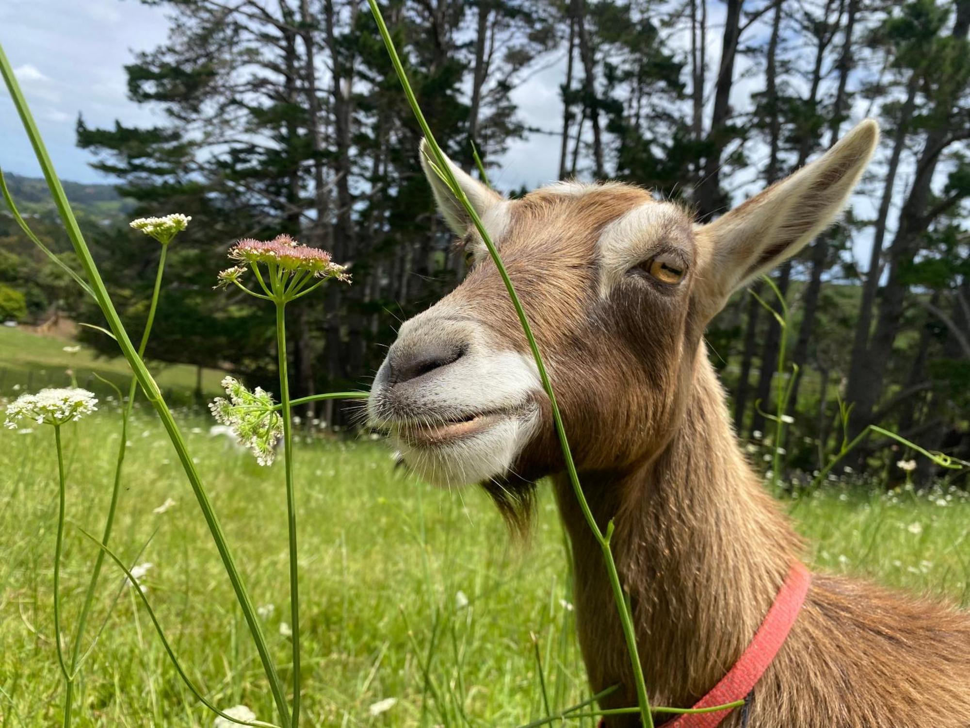 Pukeatua Farmstay Waimauku ภายนอก รูปภาพ