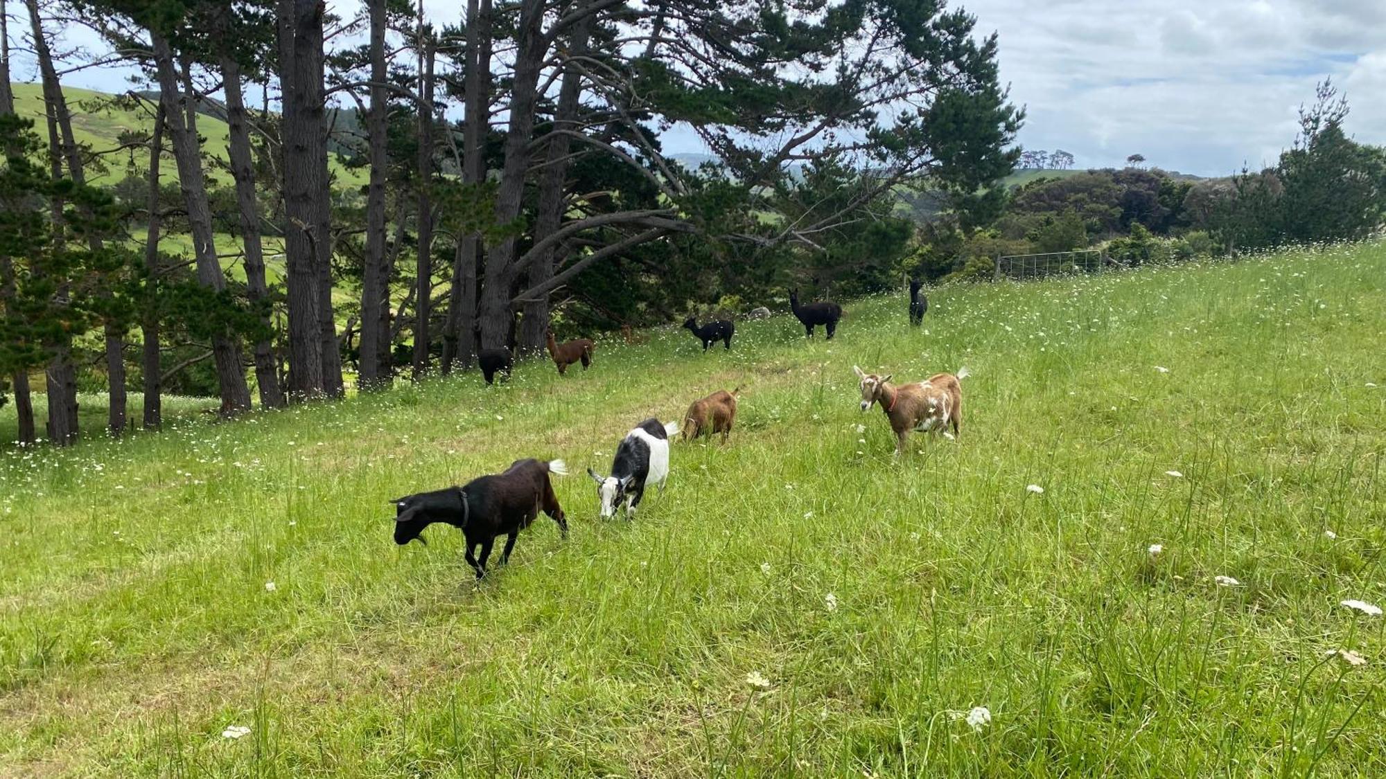 Pukeatua Farmstay Waimauku ภายนอก รูปภาพ